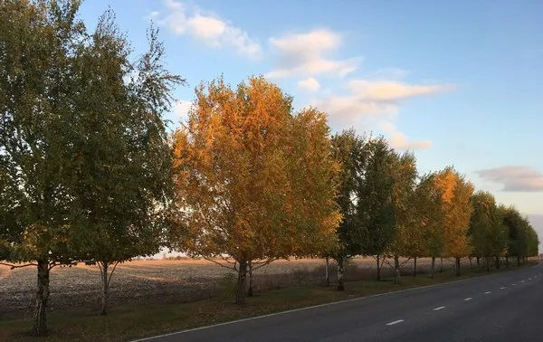 Прогноз погоди та народні прикмети на 14 жовтня 2025 року