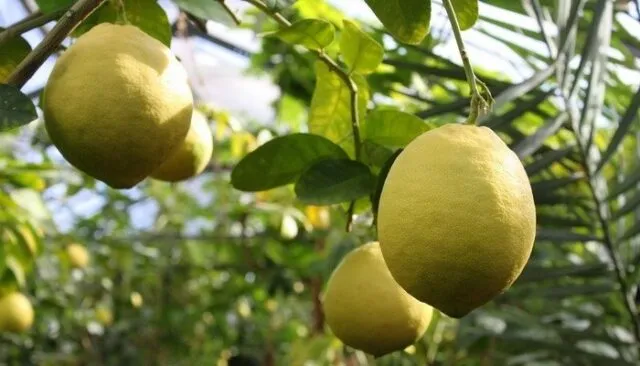 Як виростити лимон з кісточки в домашніх умовах