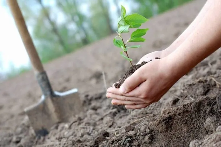 Коли садити дерева та кущі: поради для успішної посадки