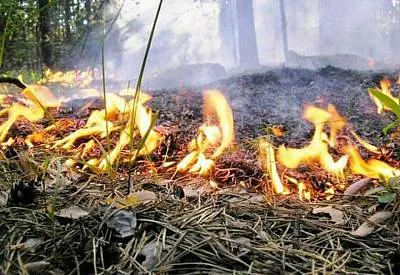 Кривий Ріг: штрафи за підпали сухостою та їх небезпека