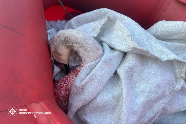 У Кам’янському рятувальники звільнили лебедя з крижаної пастки