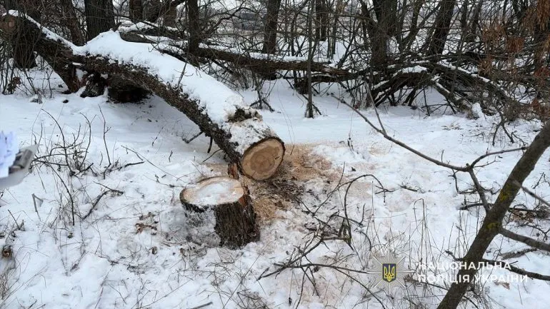 Ліквідували масштабну лісову схему на Дніпропетровщині