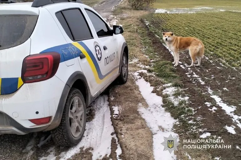 Поліцейський у Криворіжжі допоміг повернути загублену акіту родині