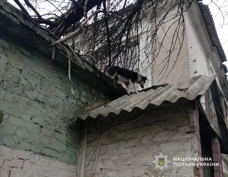 У Кам’янському поліція врятувала хлопчика і кількох собак із даху
