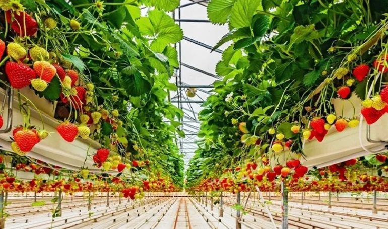 Оновлені правила грантів в аграрному секторі: як отримати фінансування