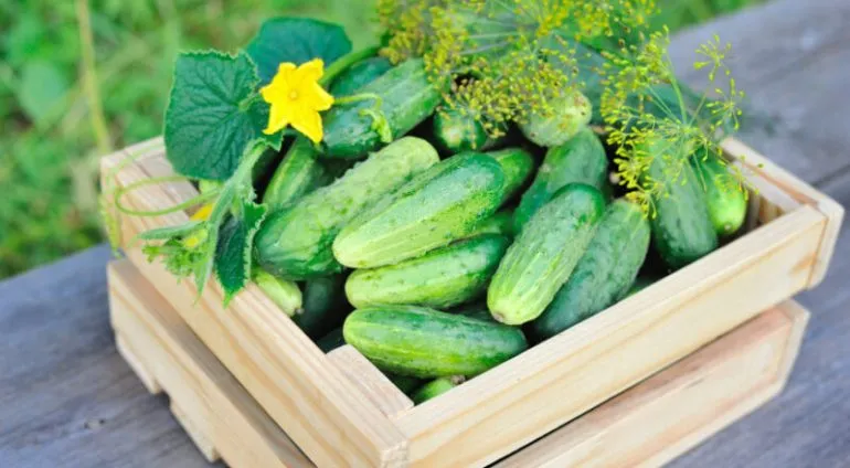 Продукти для схуднення: селера, огірки і гриби