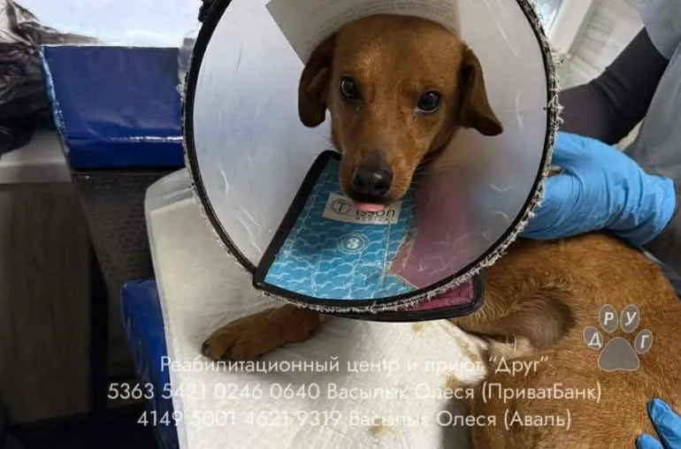 У Дніпрі рятують собаку з евакуації і збирають допомогу