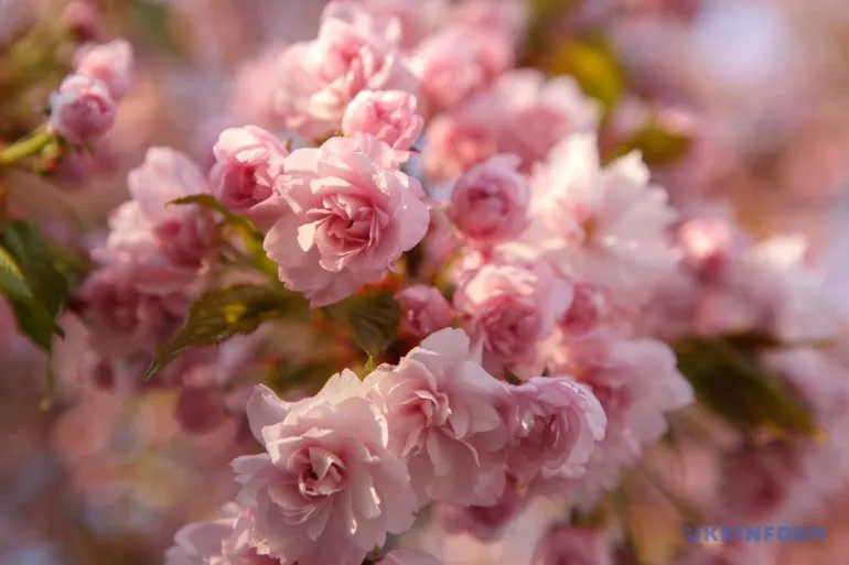 Алея сакур у Дніпрі стане локацією Sakura Fest 2026