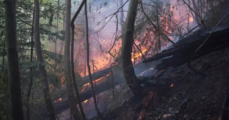 Лісові пожежі в п’яти областях на початку травня частково ліквідовано