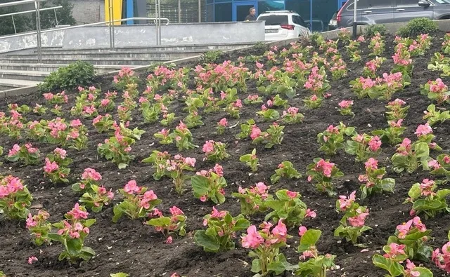 У Дніпрі висаджують нові квіткові композиції в парках і скверах