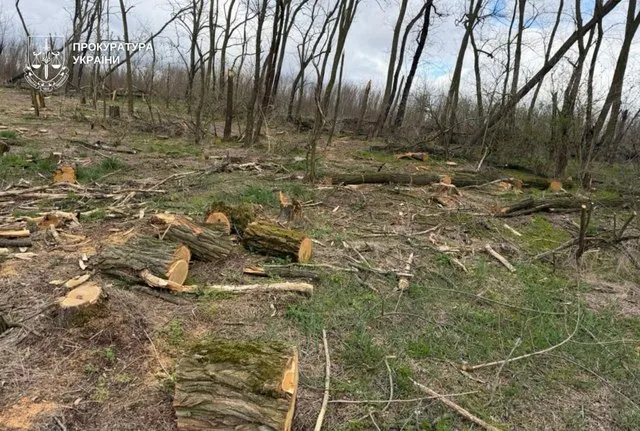 У Кам’янському районі викрили канал незаконної вирубки лісу