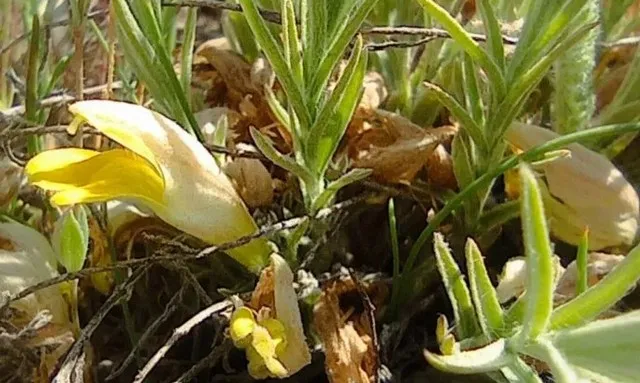У степах Криворіжжя зацвіла рідкісна цимбохазма дніпровська