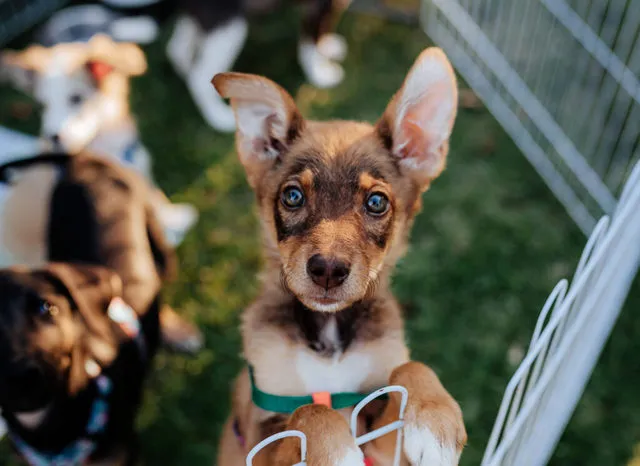 У Дніпрі пройде dog-friendly фестиваль DOGS GURU FEST